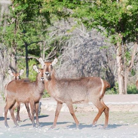 Emanya@Etosha Villa Namutoni Dış mekan fotoğraf